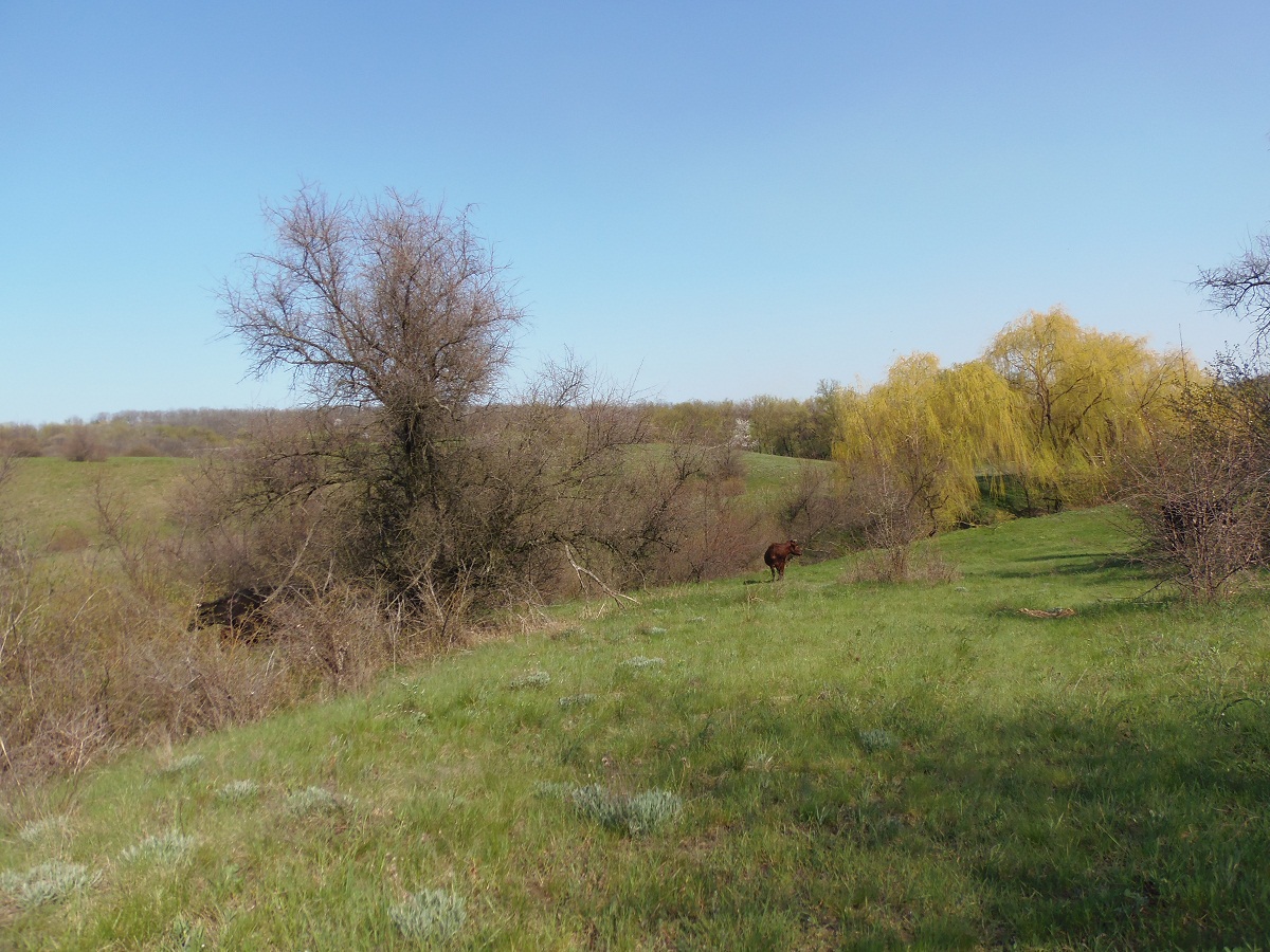 Балка Партизанская, image of landscape/habitat.