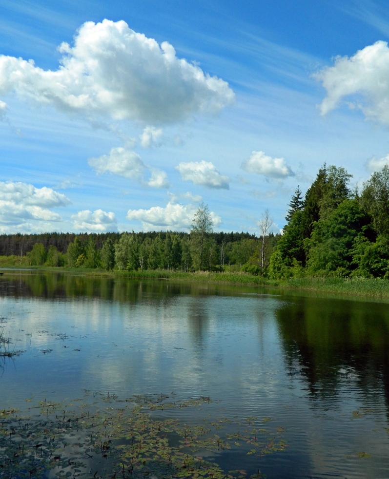 Окрестности города Одинцово, image of landscape/habitat.