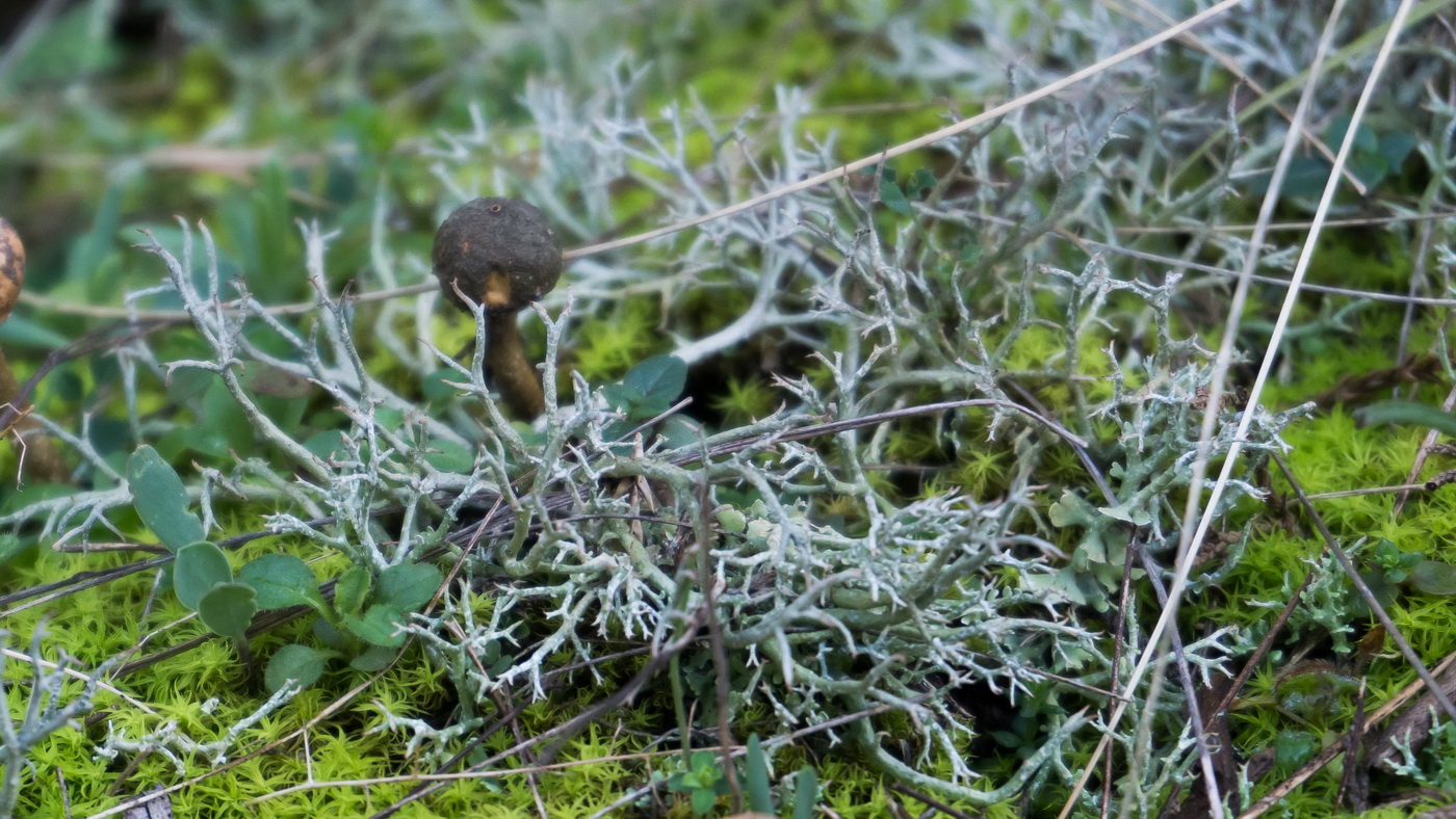 Мыс Большой Утриш, image of landscape/habitat.