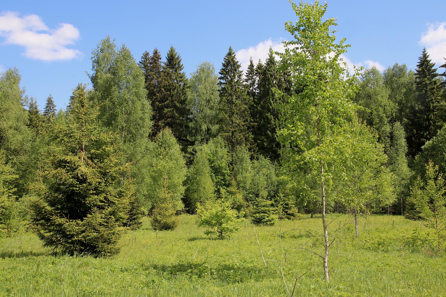 Окрестности деревни Бурцево, image of landscape/habitat.