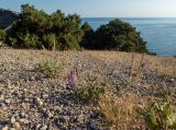 Image of landscape