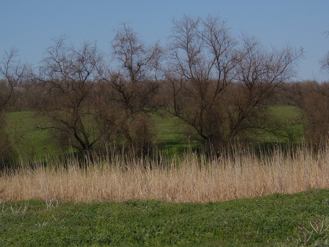 Балка Партизанская, image of landscape/habitat.