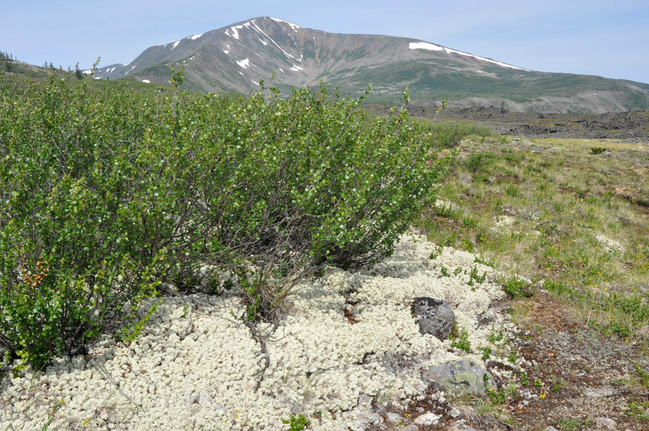 Падь Хи-Гол (Долина вулканов), image of landscape/habitat.