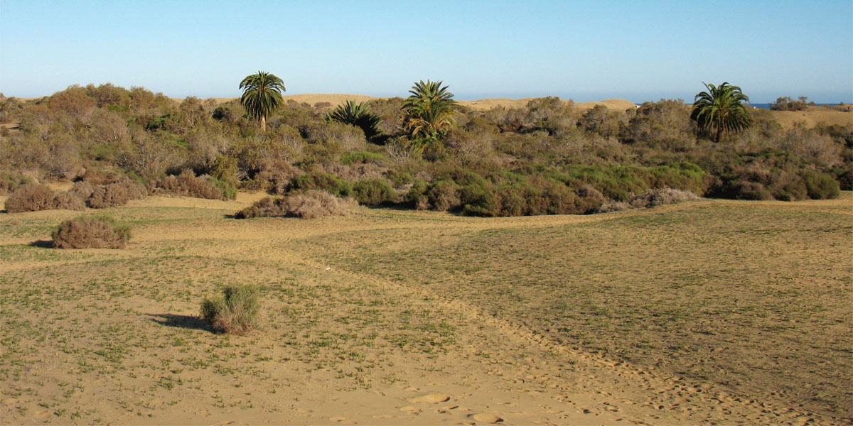 Дюны Маспаломаса, image of landscape/habitat.