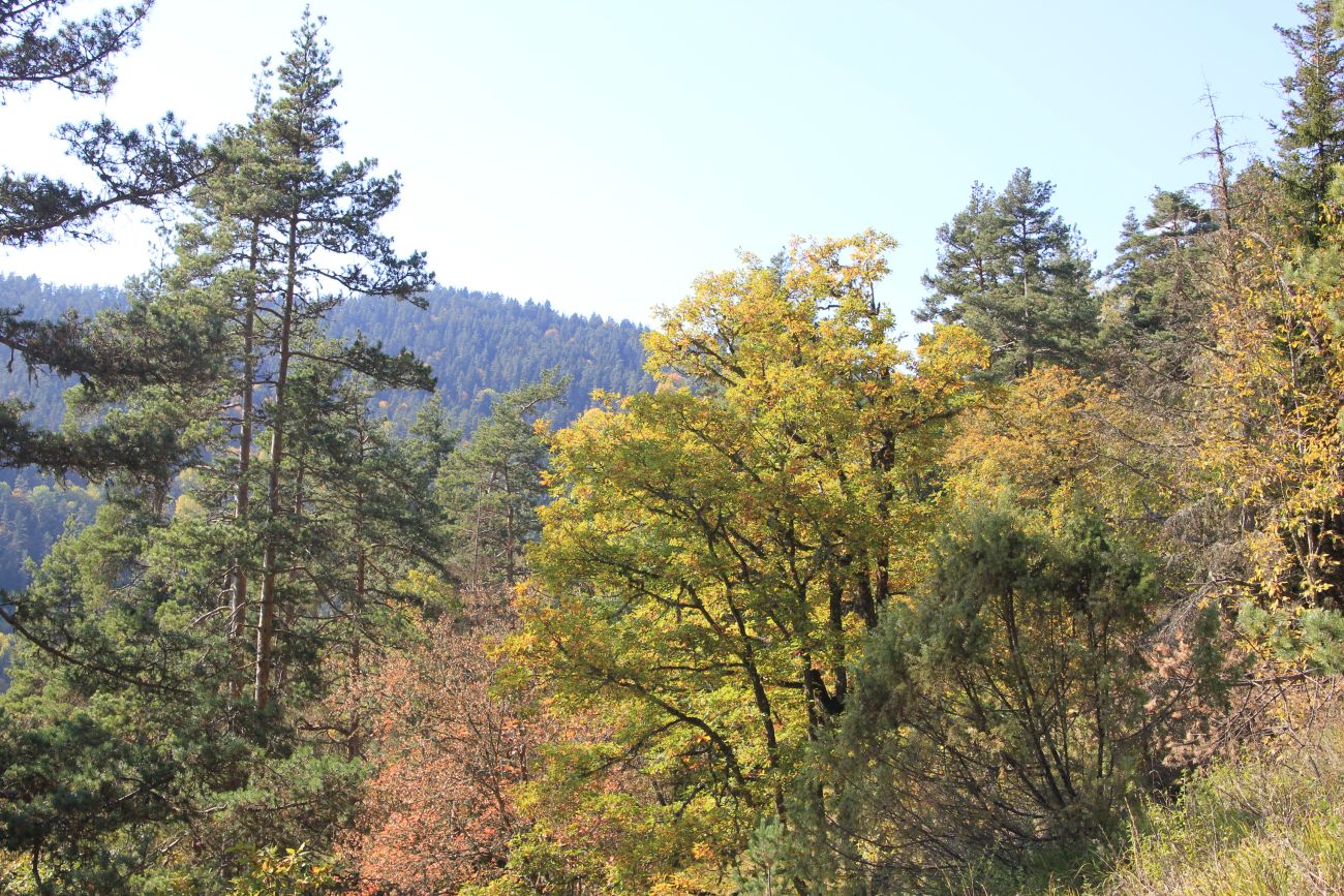 Нац. парк "Боржоми-Харагаули", image of landscape/habitat.