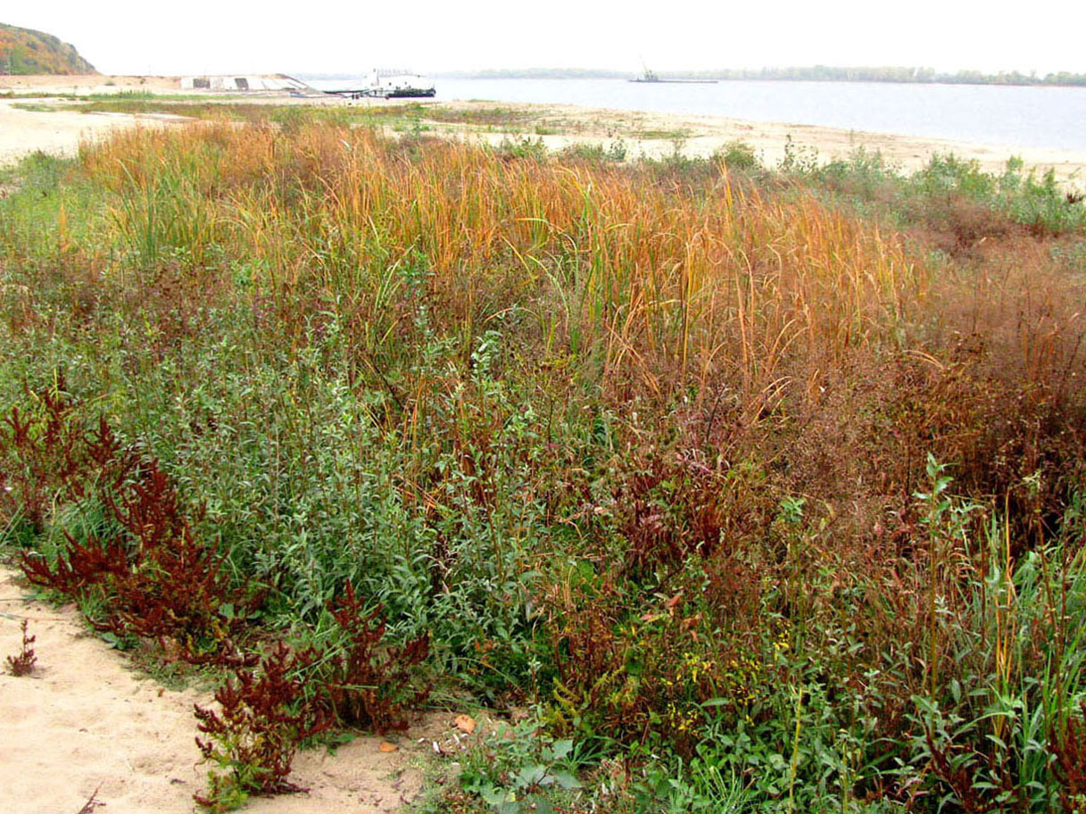 Куйбышевское водохранилище, image of landscape/habitat.