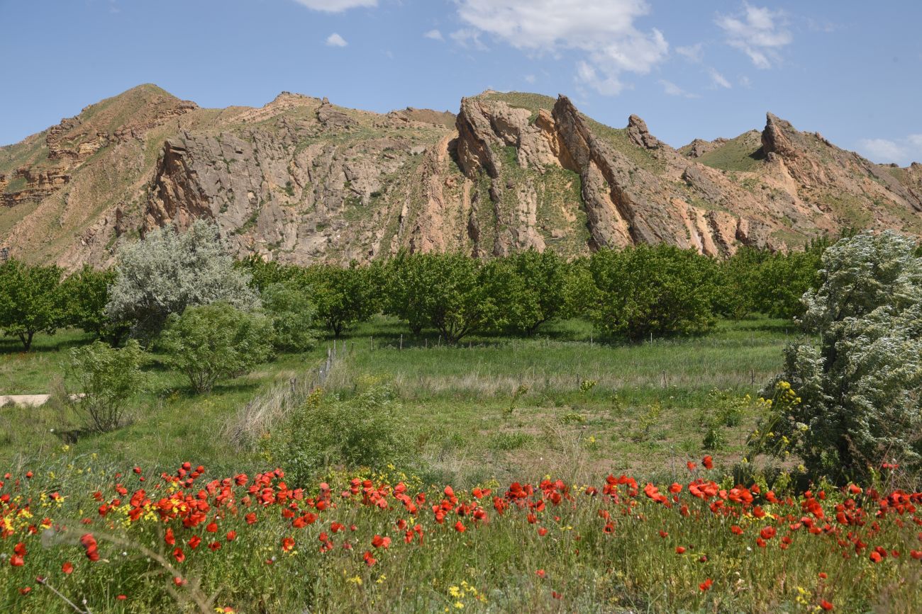 Мост через Аракс, image of landscape/habitat.