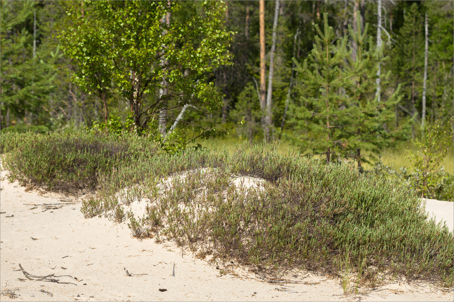 Топозеро, image of landscape/habitat.