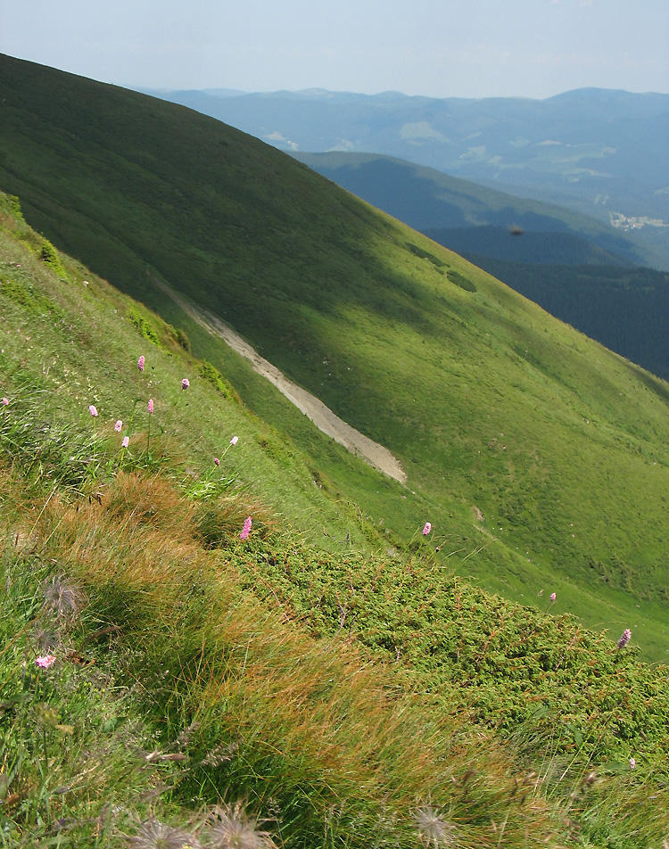 Высокогорья Черногоры, image of landscape/habitat.