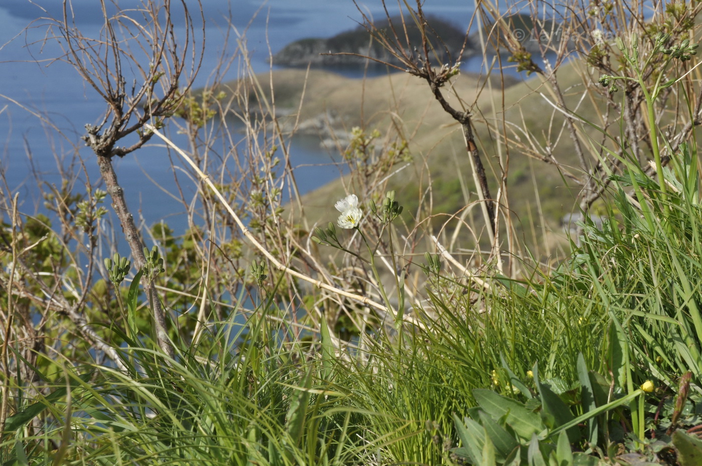 Бухта Витязь, image of landscape/habitat.