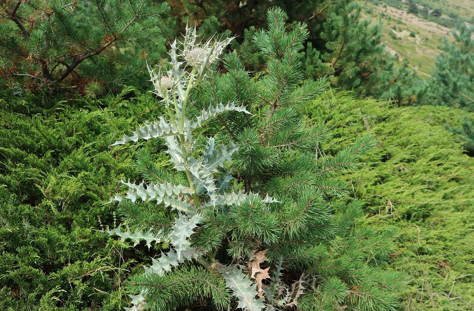 Башиль, image of landscape/habitat.