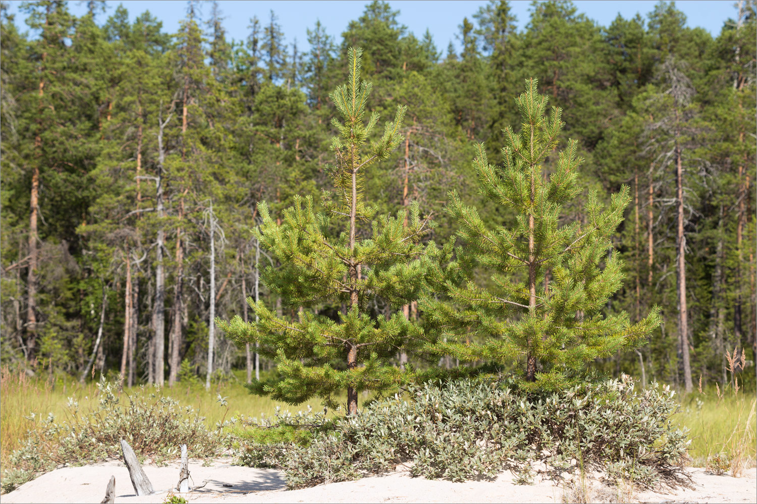 Топозеро, image of landscape/habitat.