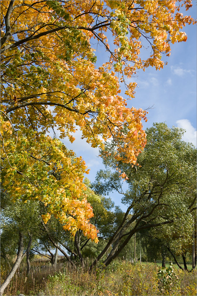 Парк "Александрия", image of landscape/habitat.