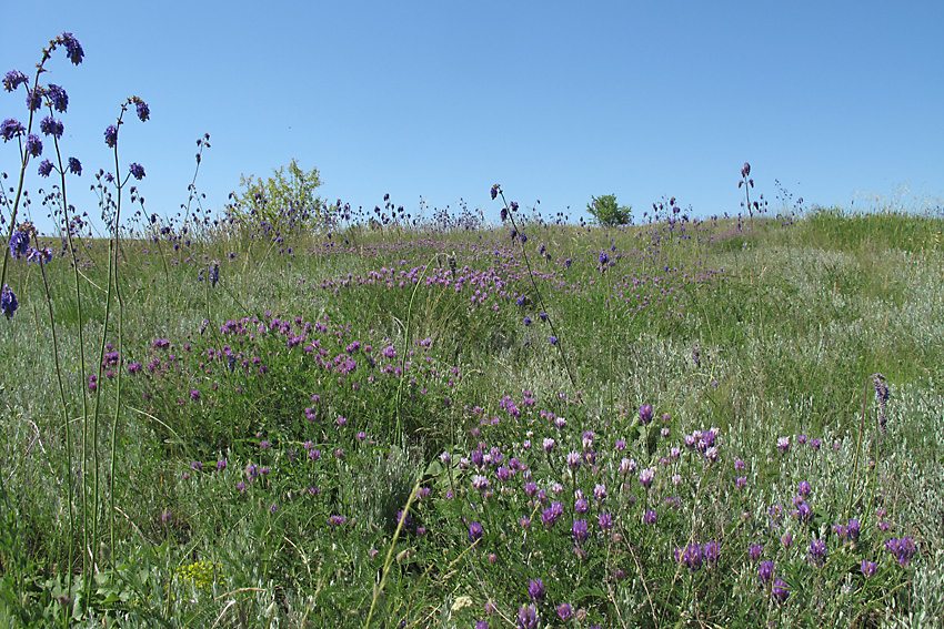 Кадамовка, image of landscape/habitat.