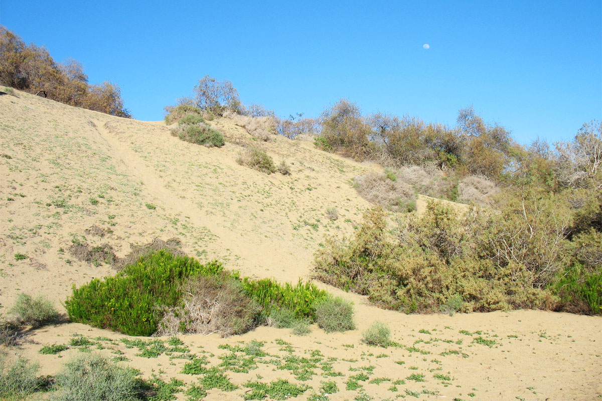 Дюны Маспаломаса, изображение ландшафта.