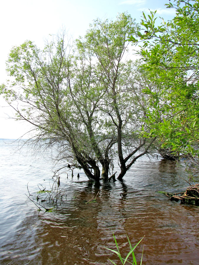 Дарвинский заповедник, image of landscape/habitat.