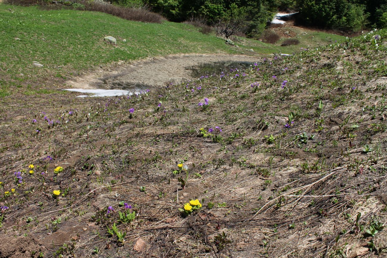 Хребет Ачишхо, image of landscape/habitat.