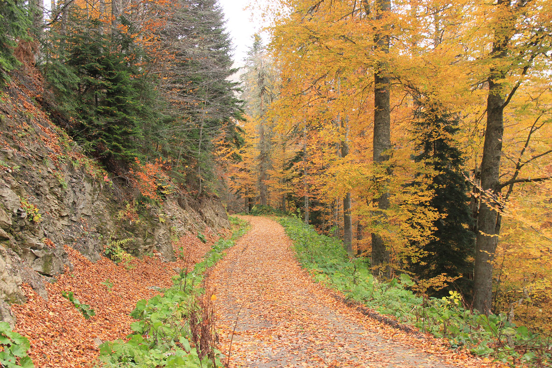 Хребет Псехако, image of landscape/habitat.