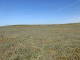 Караларская степь, image of landscape/habitat.