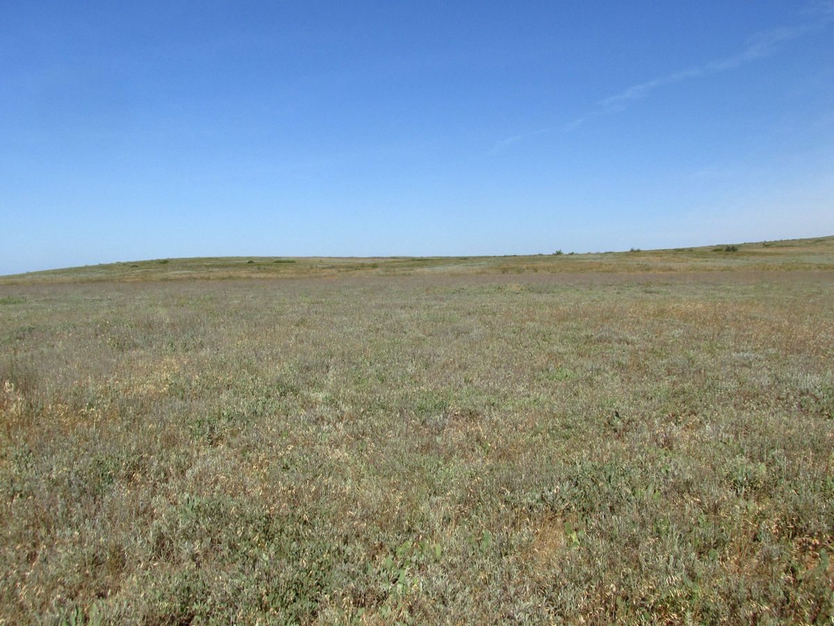 Караларская степь, image of landscape/habitat.