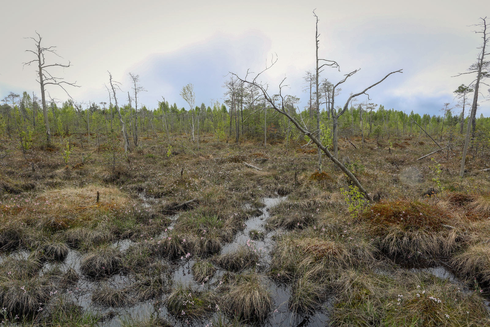 Окрестности Краснокамска, image of landscape/habitat.