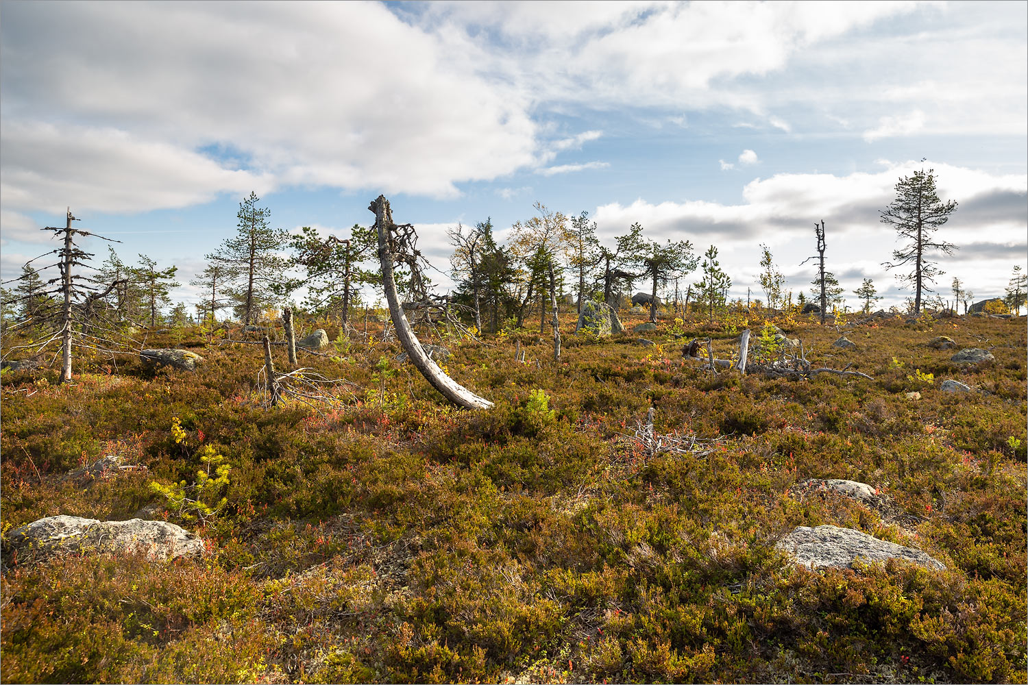 Воттоваара, image of landscape/habitat.