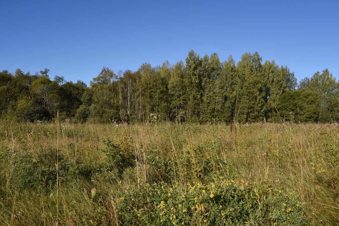 Окрестности деревни Князево, image of landscape/habitat.