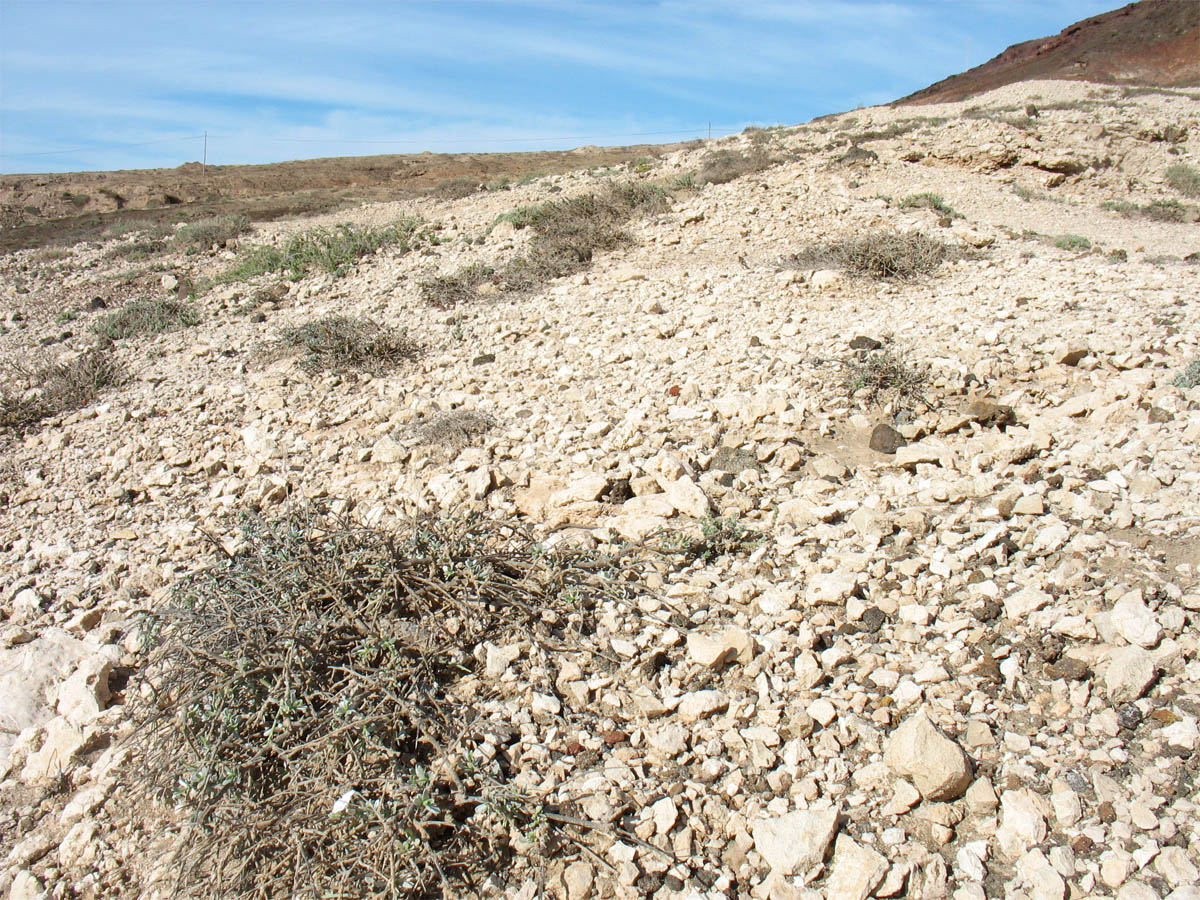 Аринага, image of landscape/habitat.