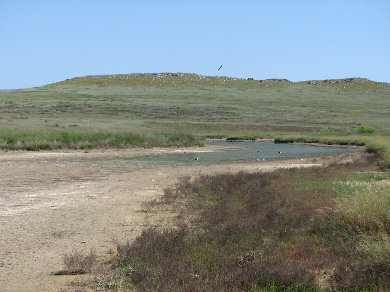 Караларская степь, image of landscape/habitat.