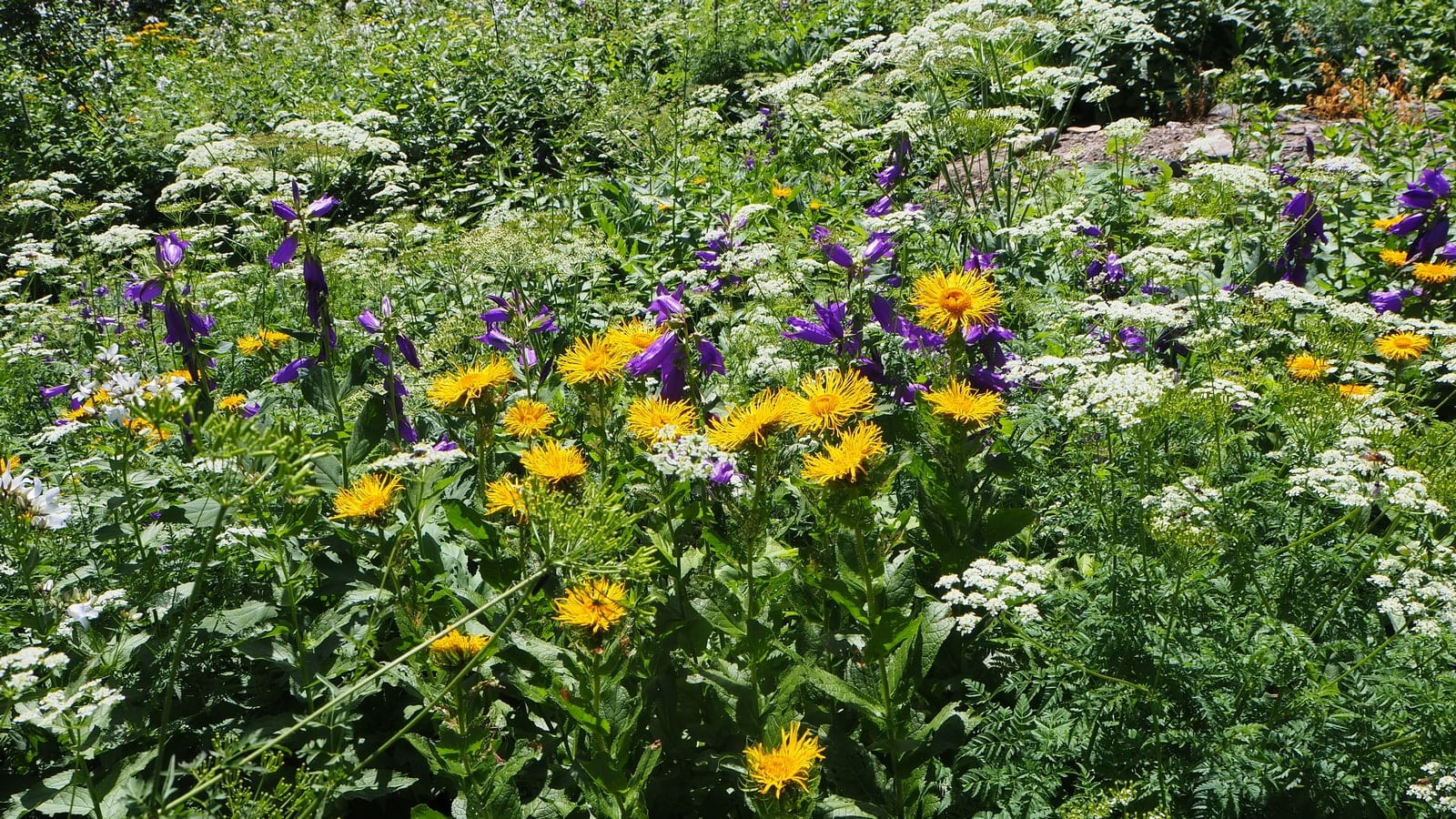 Аманауз, image of landscape/habitat.