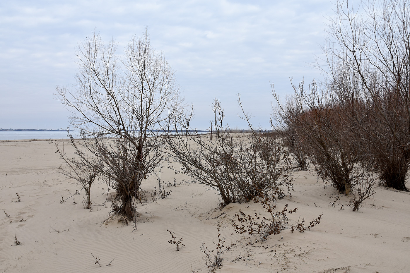 Вершина дельты Волги, image of landscape/habitat.