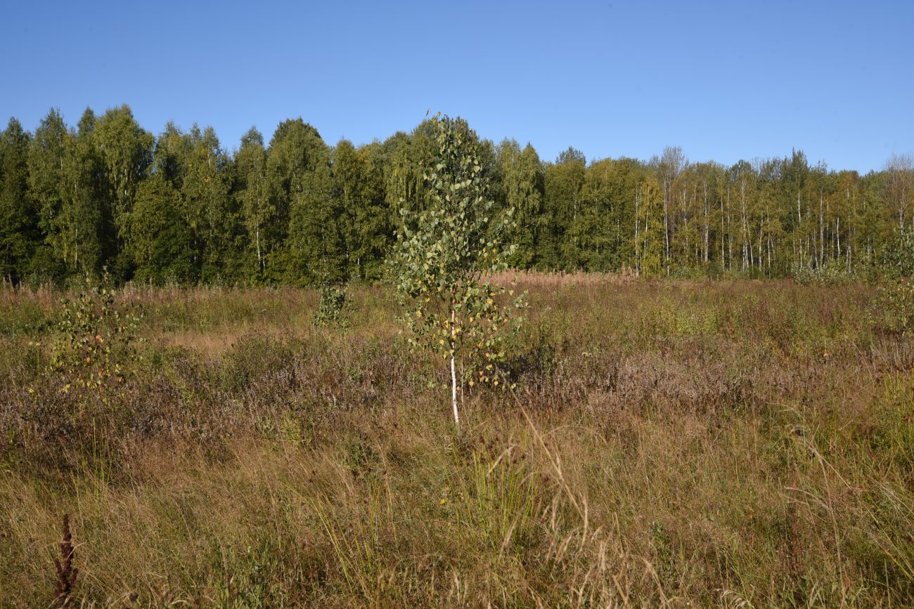 Окрестности деревни Князево, image of landscape/habitat.