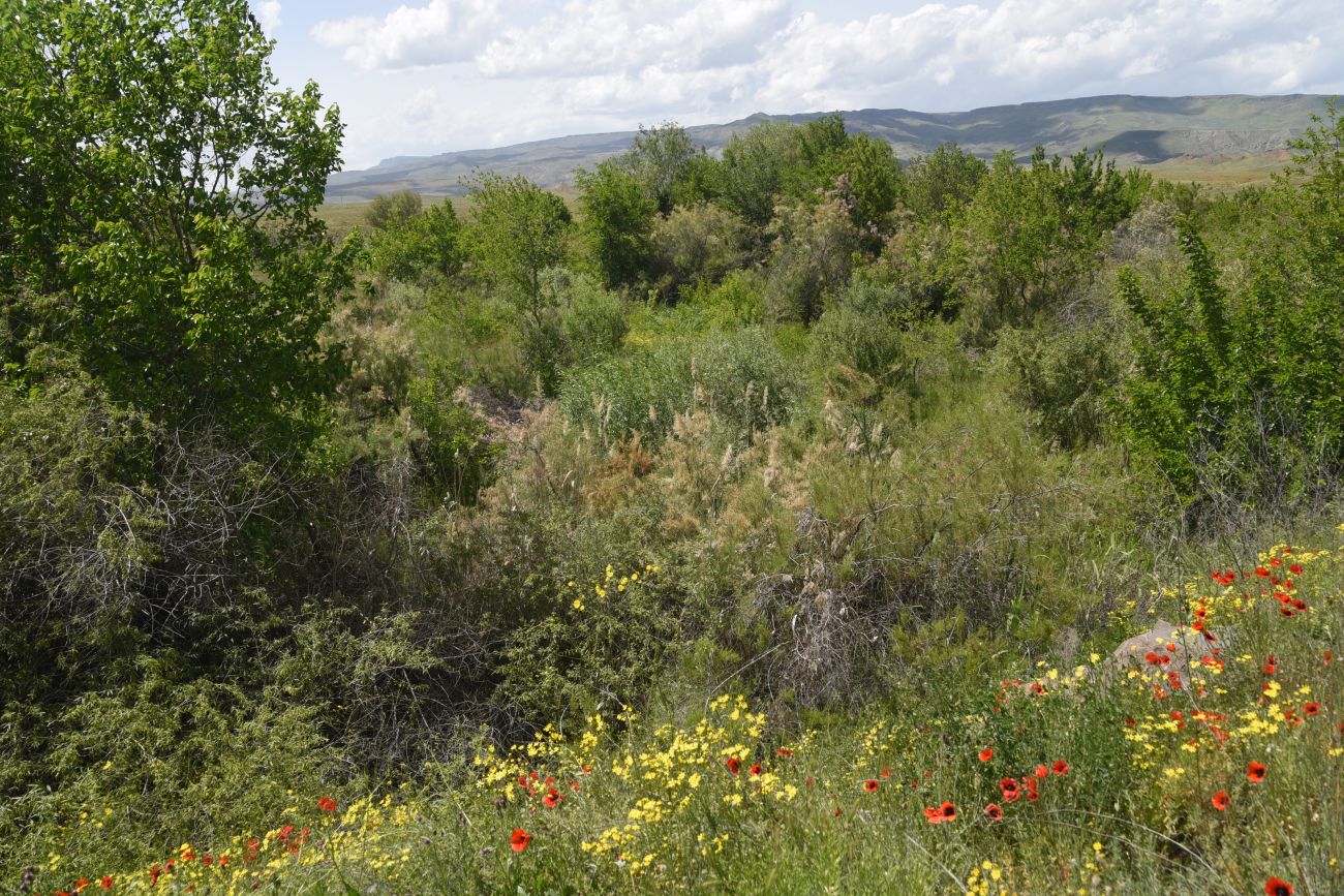 Мост через Аракс, image of landscape/habitat.