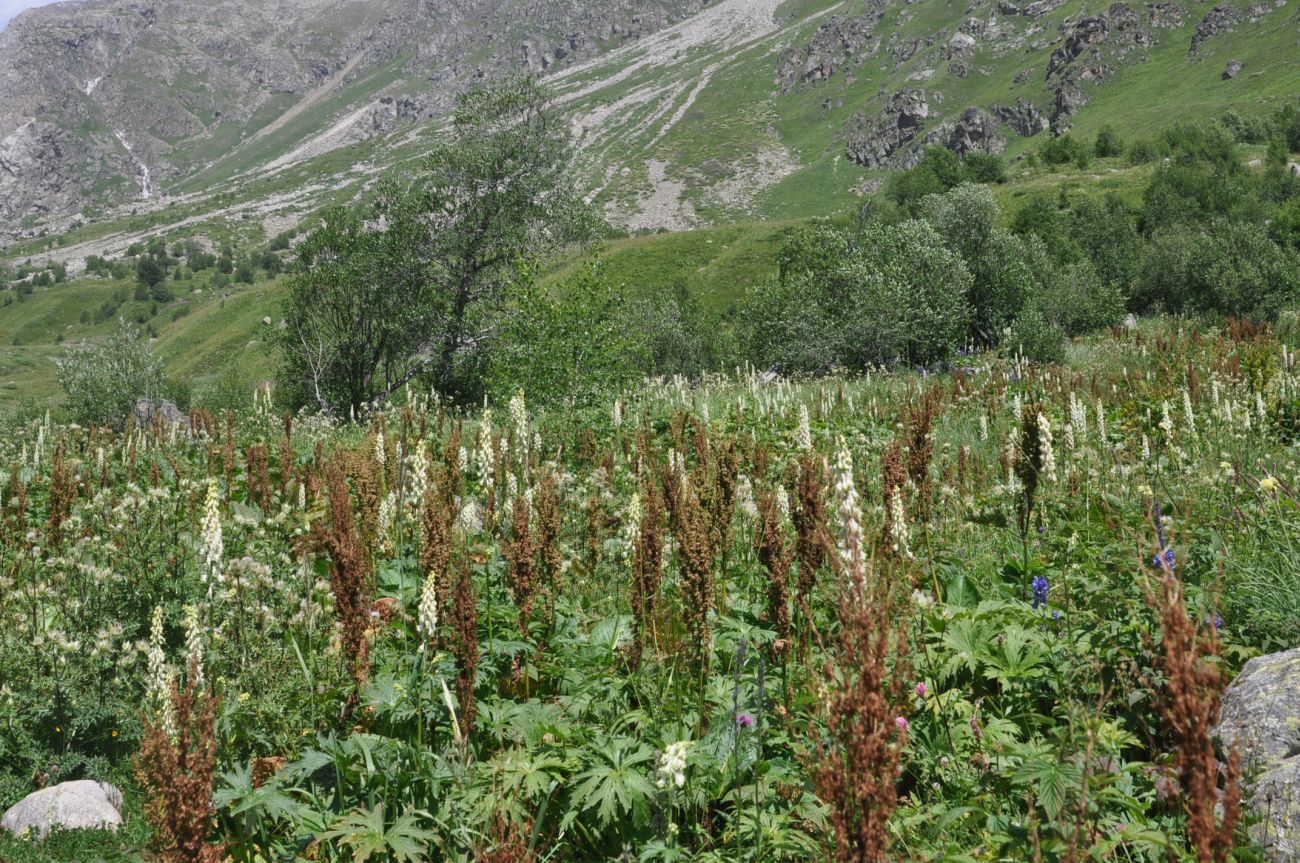 Долина реки Терскол, image of landscape/habitat.