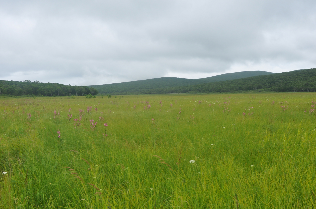 Устье реки Джигитовка, image of landscape/habitat.