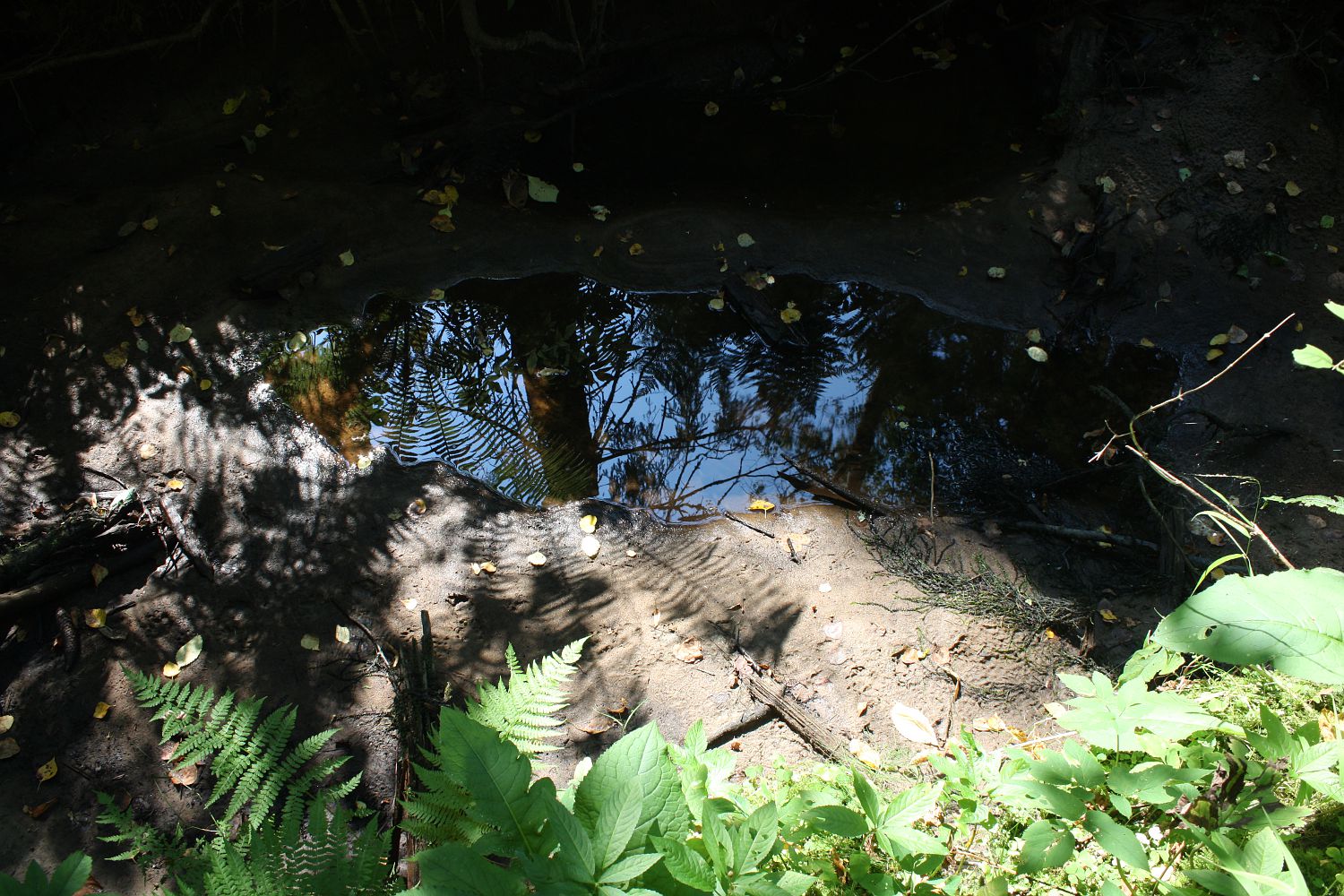 Центрально-Лесной заповедник, юг, image of landscape/habitat.