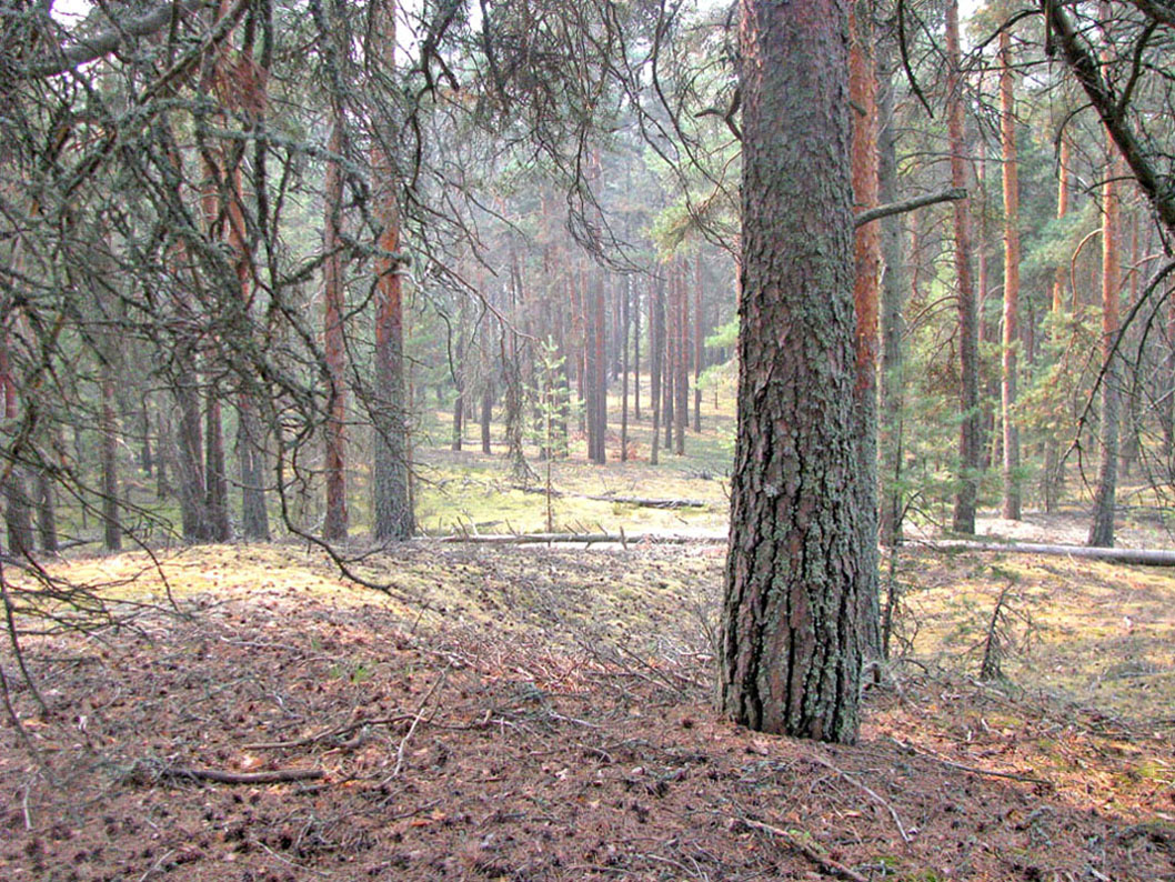 Дарвинский заповедник, изображение ландшафта.