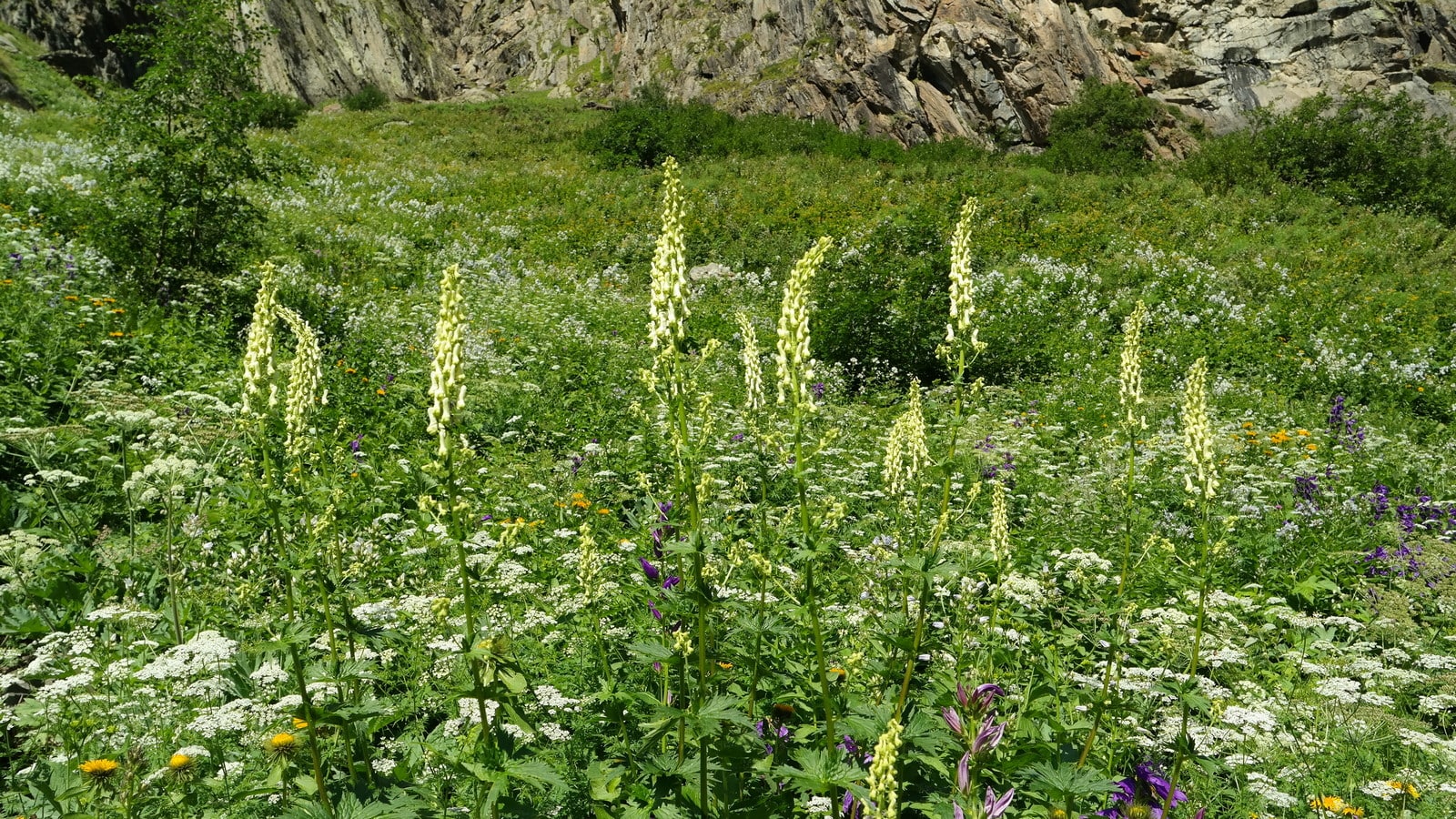 Аманауз, image of landscape/habitat.