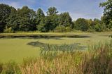 Железнодорожный, image of landscape/habitat.