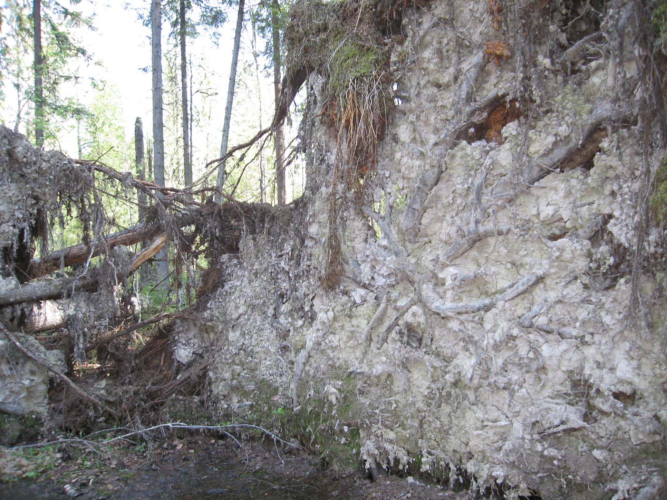 Заповедник "Кологривский лес", image of landscape/habitat.