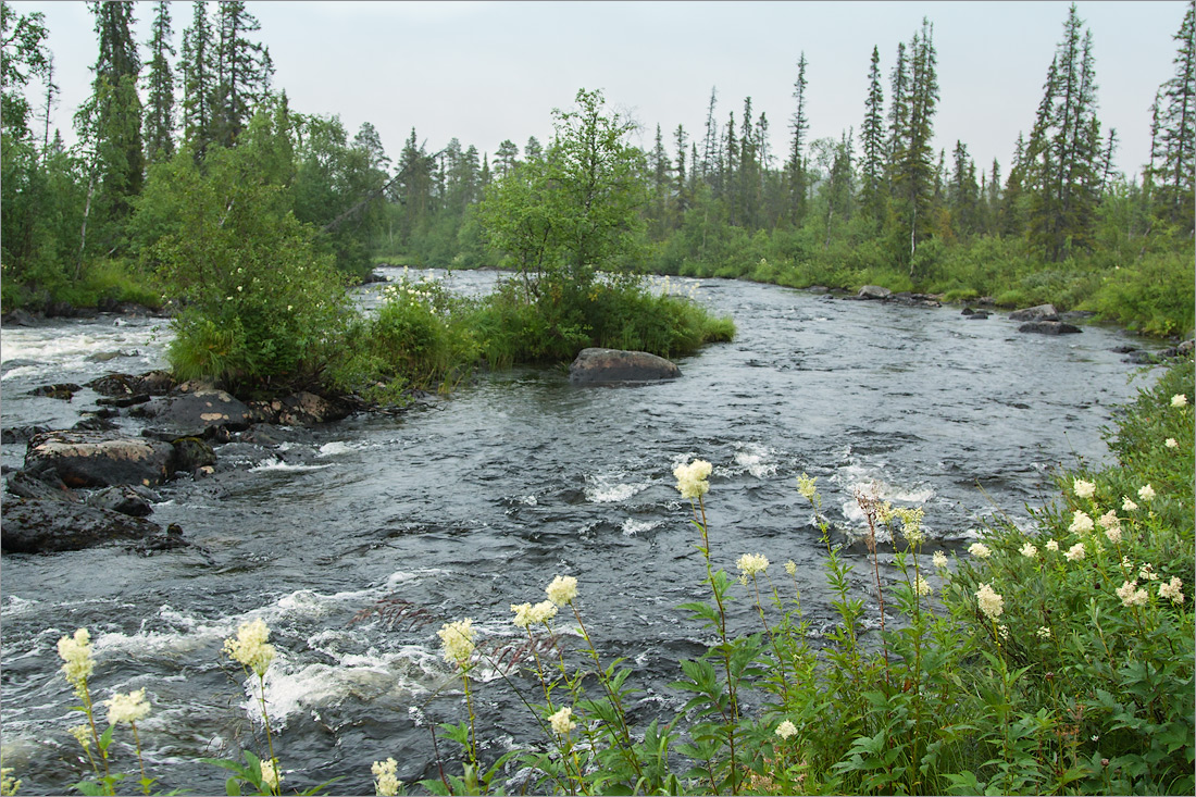 Коалланйоки, image of landscape/habitat.