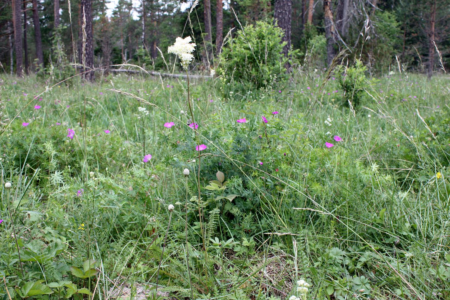 Альварный лес, image of landscape/habitat.