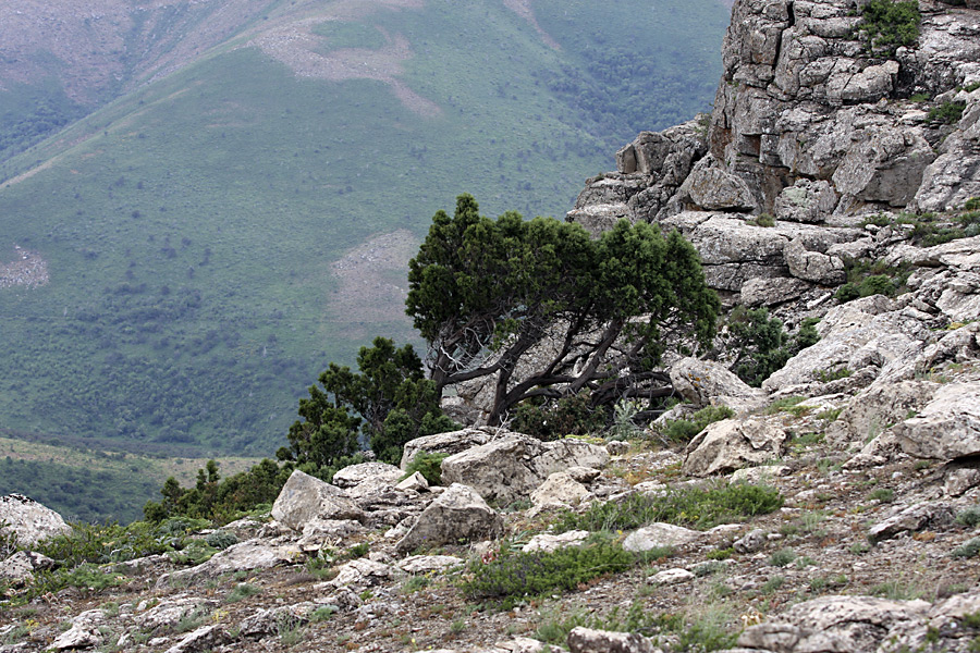 Гора Нурбай, image of landscape/habitat.