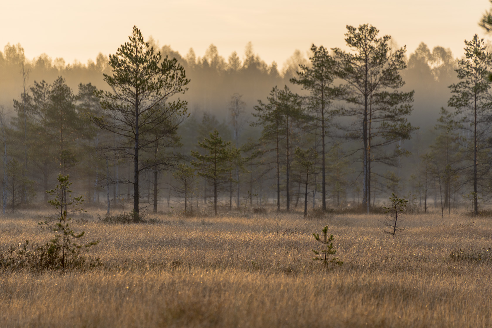 Большое Каринское Болото, image of landscape/habitat.