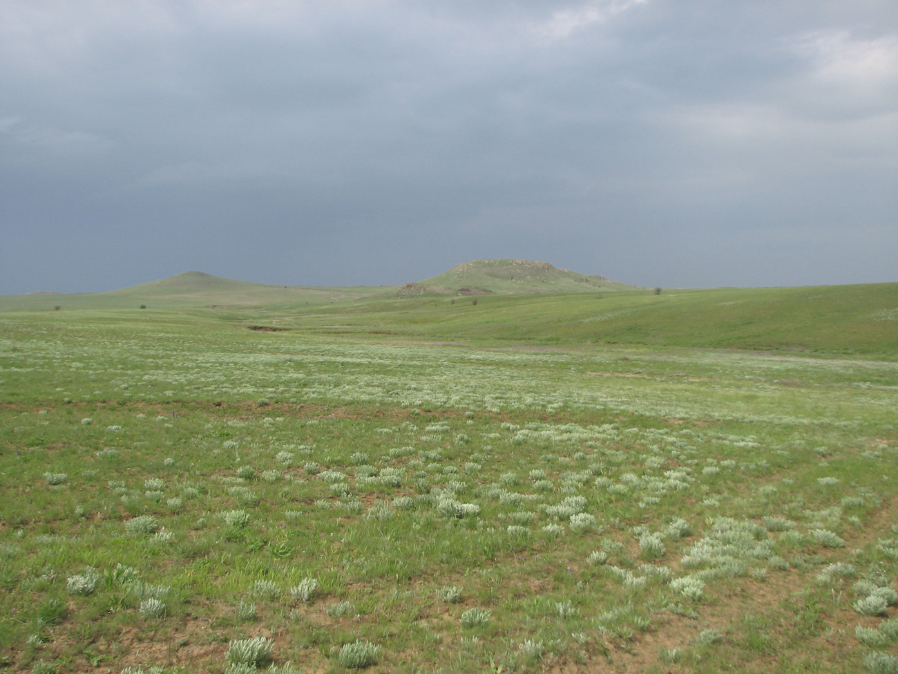 Караларская степь, image of landscape/habitat.