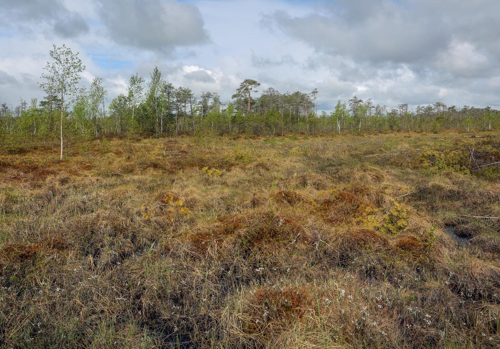 Окрестности Краснокамска, image of landscape/habitat.