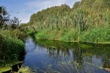 Железнодорожный, image of landscape/habitat.