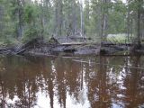 Заповедник "Кологривский лес", image of landscape/habitat.