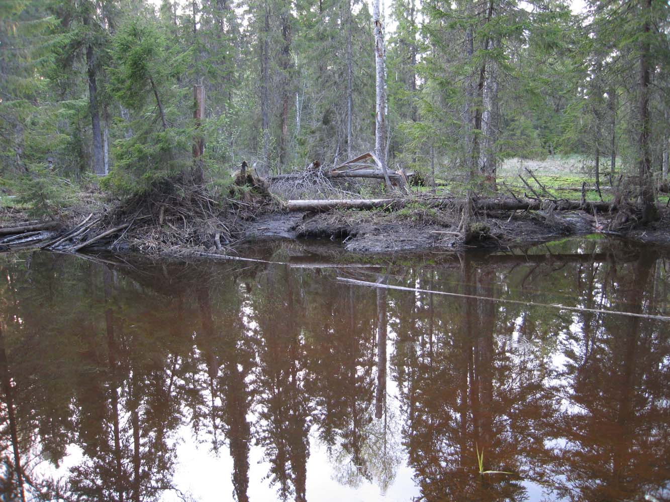 Заповедник "Кологривский лес", изображение ландшафта.