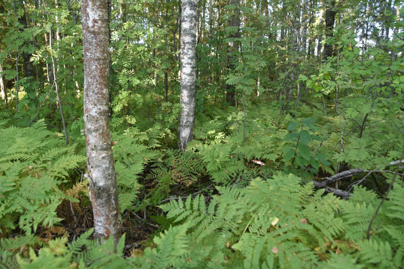 Окрестности деревни Князево, image of landscape/habitat.